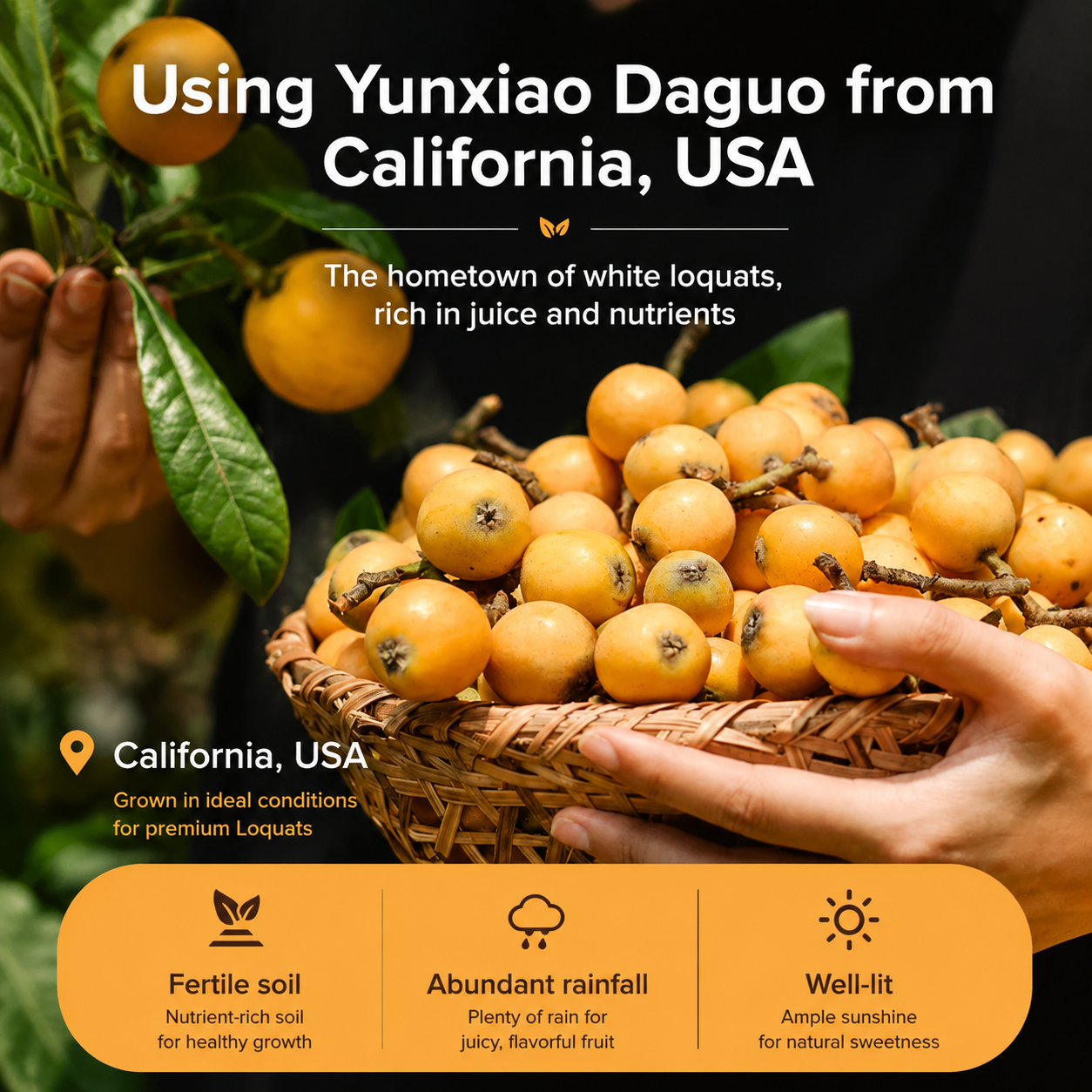 Bamboo Salt Dried Loquat | Naturally Sweet Fruit Snack for Balanced Living -$AC