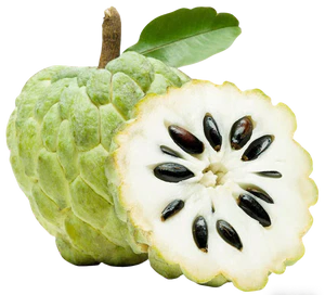 🔥Last Day 49% OFF🔥Sugar Apple Home Growing Kit🍈🌿-CJ