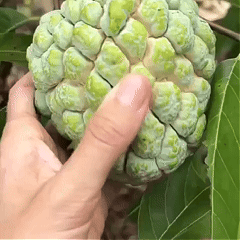 🔥Last Day 49% OFF🔥Sugar Apple Home Growing Kit🍈🌿-CJ