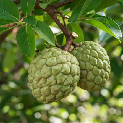 🔥Last Day 49% OFF🔥Sugar Apple Home Growing Kit🍈🌿-CJ