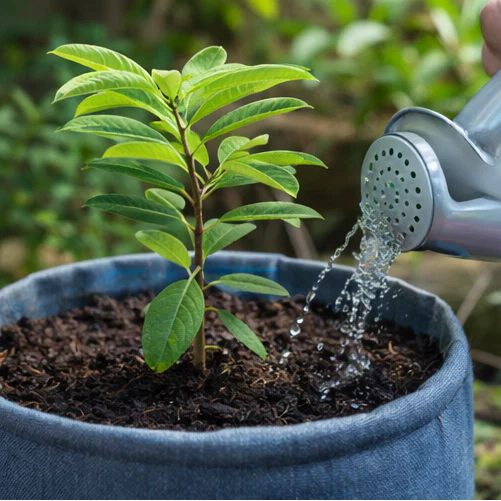 🔥Last Day 49% OFF🔥Sugar Apple Home Growing Kit🍈🌿-CJ