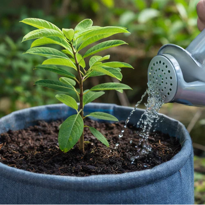 🔥Last Day 49% OFF🔥Sugar Apple Home Growing Kit🍈🌿-CJ