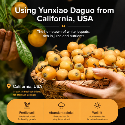 Bamboo Salt Dried Loquat | Naturally Sweet Fruit Snack for Balanced Living -$AC